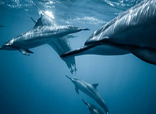 BetVictor伟德：开启你的线上博彩新纪元